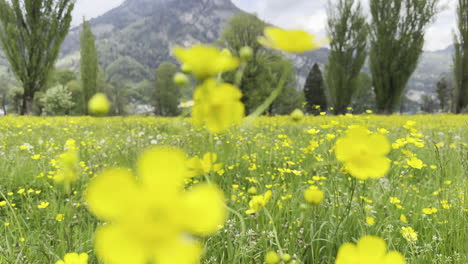 Nahaufnahme-Einer-Prächtigen-Gelben-Blume-Mit-Einem-See-Und-Bergen-Im-Hintergrund