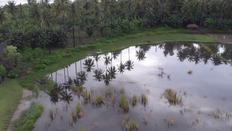 Palmen-Spiegeln-Sich-In-Einem-Kleinen-See-Auf-Der-Insel-Sumba-In-Indonesien,-Luftaufnahme