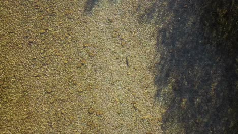 Forellen-Schwimmen-An-Einem-Sonnigen-Herbsttag-Im-Flachen-Fluss