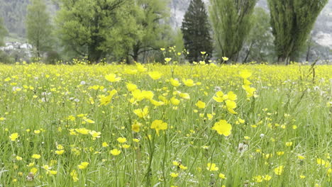 Nahaufnahme-Eines-Herrlichen-Gelben-Blumenfeldes-Mit-Bäumen-Im-Hintergrund