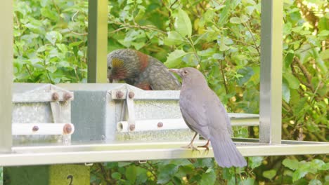 A-Kaka-parrot-eating-food-from-a-feeder-with-another-bird-watching-closely-in-the-foreground,-Zealandia,-Wellington,-New-Zealand