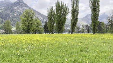 Vista-De-Un-Magnífico-Campo-De-Flores-Amarillas-Con-Lago-Y-Montañas-En-El-Fondo