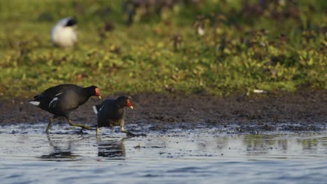 Common-Moorhen-Ducks,-Running-,-Waters-Edge,-Lake,-Together,-Red-Face,-Mud,-Feeding,-Slow-Motion
