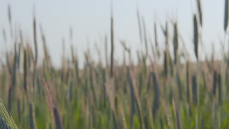 Closeup-of-barley-stalk-gently-swaying-in-field