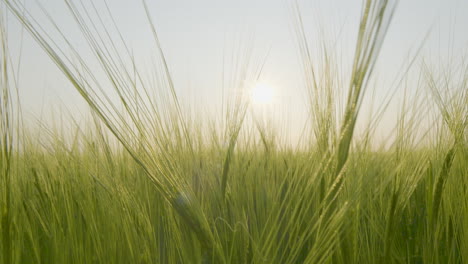 Ripe-agricultural-crop-swaying-in-gentle-breeze-at-sunset,dolly-shot