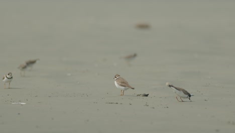 Close-up-rack-focus-shot-of-flock-of-Semipalmated-plover-walking-on-beach-sand