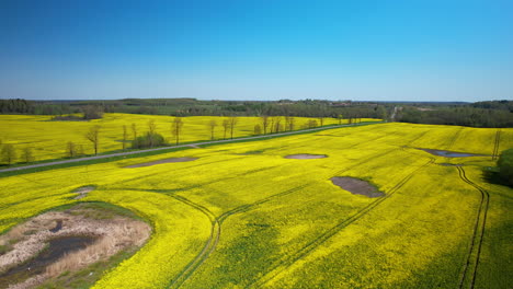 Aerial-forward-view-of-a-yellow-field-with-black-circles-inside