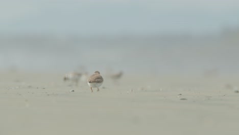 Close-up-low-POV-shot-of-Semipalmated-plover-walking-on-beach-sand