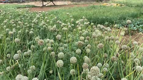 Newly-grown-onion-flowers-and-plants-in-a-field-in-Jharkhand,-India