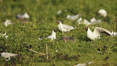 Black-Headed-Gull,-Breeding-Colony,-Bird-in-Flight,-Bird-Landing,-Wetland,-Slow-Motion