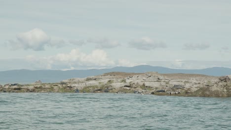 Gruppe-Von-Robben,-Die-Auf-Einem-Felsvorsprung-Im-Ozean-Ruhen