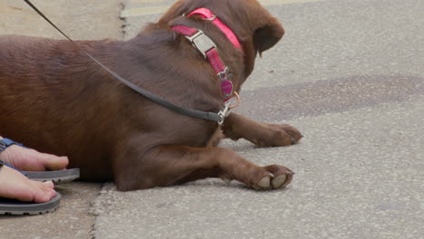 Entspannter-Hund-Auf-Dem-Boden-Beim-Dogwood-Festival-In-Der-Innenstadt-Von-Siloam-Springs,-Arkansas