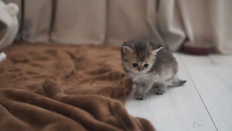The-portrait-of-a-little-British-Golden-Chinchilla-kitten,-the-kitten-slowly-approaches-the-brown-blanket