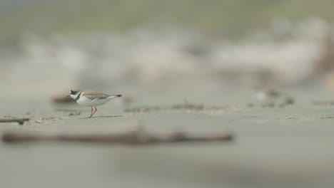 Semipalmated-plover-walking-on-beach-sand
