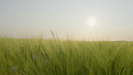 Ripening-green-wheat-ears-in-the-light-of-full-sun,-swaying-in-the-wind-on-a-cloudless-day