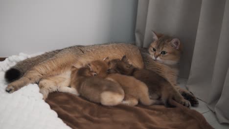 The-ginger-cat-of-the-"British-Golden-Chinchilla"-breed-is-lying-and-feeding-her-ginger-kittens