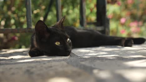 Young-cat-is-seen-lying-on-a-terrace-in-close-up