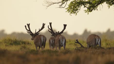 Medium-shot-of-a-group-of-male-red-deer-walking-away-from-under-the-tree-with-huge-rack-and-one-juvenile-deer,-slow-motion
