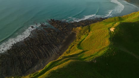 Rural-grass-hills-with-sheep-grazing-at-coast-of-New-Zealand-during-sunset,-aerial