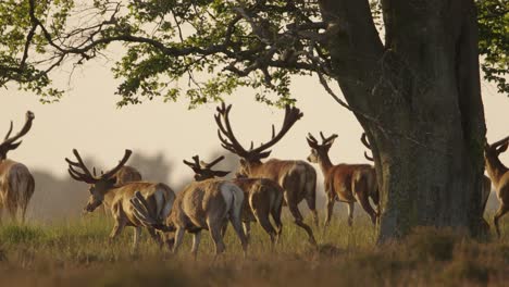 Medium-panning-shot-of-a-herd-of-red-deer-walking-under-a-tree-in-the-golden-hour-before-sunset-with-on-the-top-of-a-small-hill-overlooking-the-forest,-slow-motion