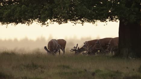 Medium-shot-of-a-small-herd-of-red-deer,-mostly-bucks-with-giant-antlers,-grazing-under-a-tree-in-the-golden-hour-before-sunset-on-the-crest-of-a-hill-overlooking-the-forest