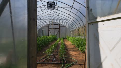 Flying-through-door-into-small-farm-greenhouse-full-of-tomatoes-and-peppers