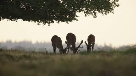 Medium-static-shot-of-three-male-red-deer-grazing-under-a-tree-each-with-giant-rack-of-antlers-and-silhouetted-aaginst-the-setting-sun