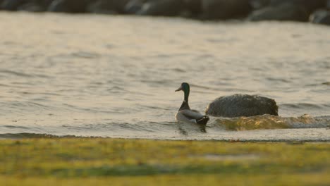 Mallard-Duck-Wading-in-the-Lakeshore-Water-during-Golden-Hour