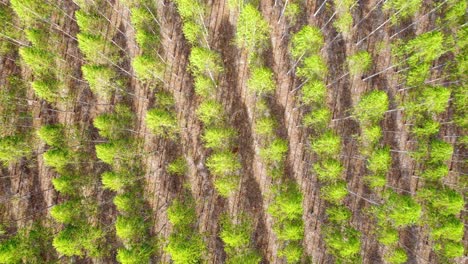 Eukalyptusplantagenlandschaft-Im-Freien-In-Draufsicht