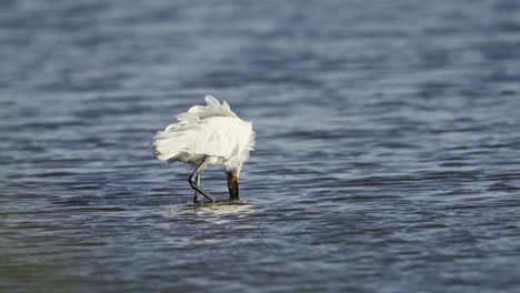 Close-up-shot-of-an-Eurasian-Spoonbill-wading-and-feeding-in-shallow-water-then-lifting-up-its-head-and-eating-something,-slow-motion