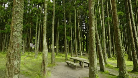 Tranquilo-Paseo-Por-El-Bosque-En-La-Laguna-De-Furnas,-Azores