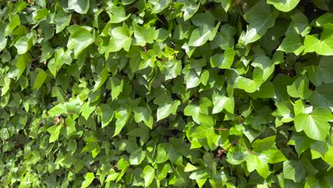 Wand-Vollständig-Von-Einer-Grünen-Rebe-Bedeckt,-Sonnenlicht-Scheint-Auf-Die-Blätter