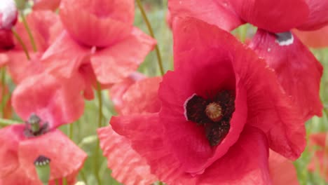 Red-poppy-flowers-swaying-in-the-wind