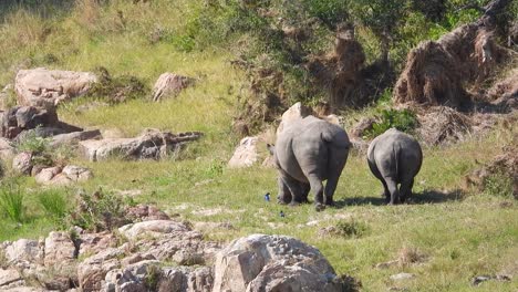 Una-Hembra-Adulta-De-Rinoceronte-Y-Su-Cría-Pastando