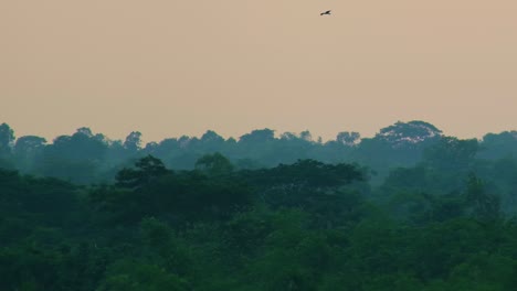 Eagles-soar-through-dense-forest-or-rainforest-with-hazy-blue-green-yellow-sky