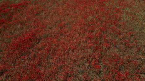 Drone-shot-of-a-meadow-with-red-poppies