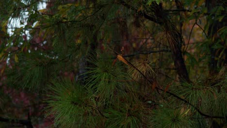 Coniferous-branches-of-forest-slash-pine-tree-in-heavy-summer-rainfall