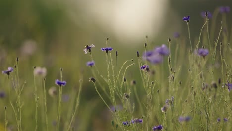 Honigbienen-Bestäuben-Das-Feld-Der-Blauen-Einheimischen-Heil--Und-Einheimischen-Kornblumenpflanzen