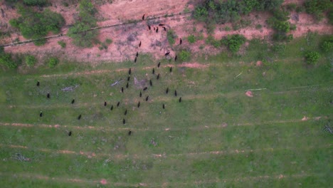 Drone-flight-over-a-herd-of-black-cows