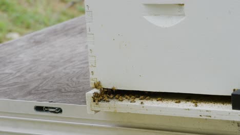 Gelbe-Honigbienen-Fliegen-In-Ihren-Bienenstock-Hinein-Und-Aus-Ihm-Heraus-Und-Sammeln-Pollen,-Um-In-Ihrem-Künstlichen-Bienenstock-Honig-Herzustellen