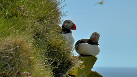 Atlantic-puffin---seabird-with-home-at-beautiful,-green-cliffs-in-Latrabjarg-promontory-over-Atlantic-Ocean-in-the-Westfjords-of-Iceland---the-westernmost-point-in-Iceland