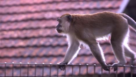 Crab-eating-macaque-or-long-tailed-macaque,-macaca-fascicularis-perched-on-metal-fence-in-forest-edge,-wonder-around-its-surrounding-environment,-quadrupedal-walking-across-the-fence-on-a-rainy-day