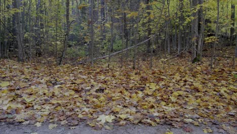 Zauberhafter-Herbstwald-Mit-Tonnenweise-Gefallenen-Birken--Und-Ahornblättern-Auf-Dem-Boden
