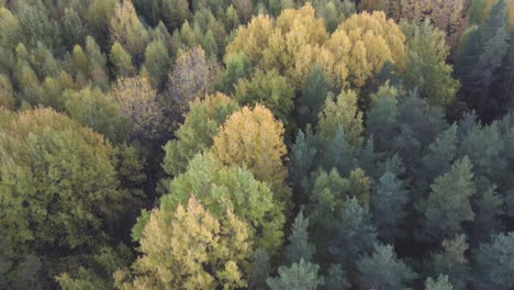 Drone-flying-closer-and-closer-to-colorful-autumn-tree-tops