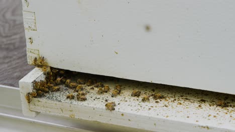 Eine-Biene-Landet-In-Zeitlupe-Auf-Ihrem-Bienenstock,-Zusammen-Mit-Einer-Kolonie-Anderer-Bienen,-Die-Nektar-Bringen