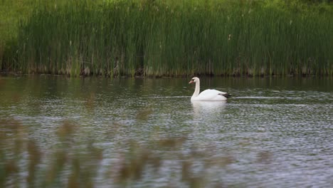 Static-low-angle-of-a-white-mute-swan-relax-on-a-lake-in-a-green-habitat