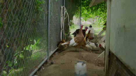 Turkey,-Leghorn,-Rhode-Island,-Orpington,-Faverolle-chickens-huddling-together-in-a-chicken-coup-walking-around-looking-for-seeds-to-snack-on-in-a-narrow-section-of-the-coup