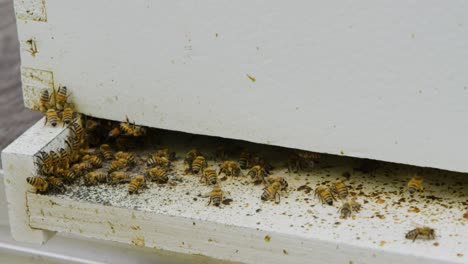 Yellow-honey-bees-buzzing-around-trying-to-collect-honey-for-the-queen-bee-who-is-resting-in-the-home-made-hive