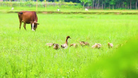 Ducks-eating-insects-in-grassland