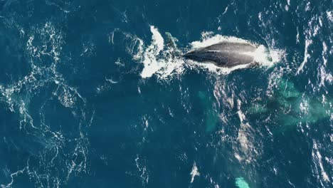 Scenic-View-Of-Humpback-Whales-Swimming-at-the-Ocean--top-drone-shot